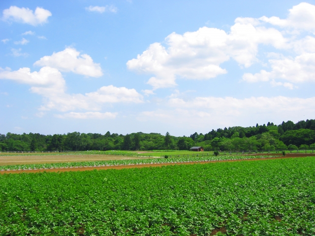 若葉区の畑