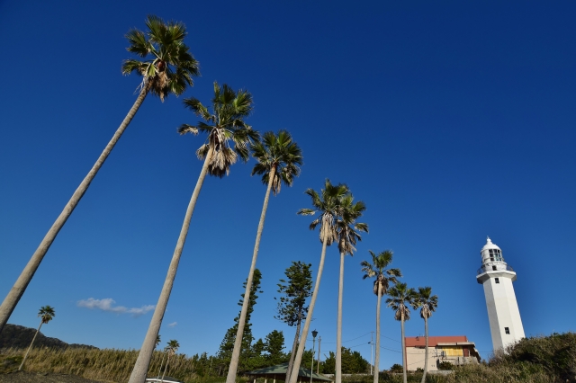 南房総ヤシの木